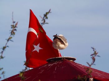Seagull perching on roof by turkish flag