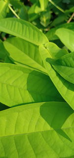 Full frame shot of green leaves