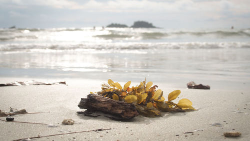 Close-up of yellow leaves on beach