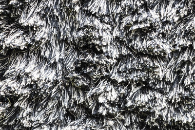 Full frame shot of tree trunk