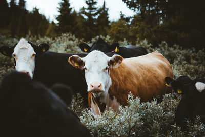 Cows standing on field