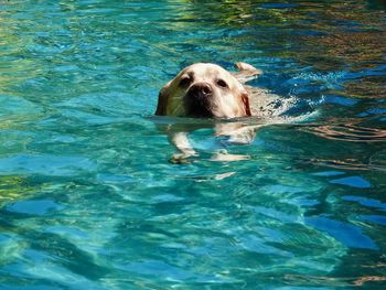 Portrait of dog in swimming pool