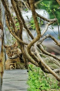 Close-up of cat on tree