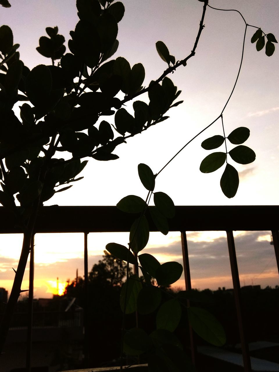 sky, silhouette, plant, sunset, tree, leaf, nature, plant part, growth, outdoors, no people, cloud - sky, focus on foreground, day, food and drink, close-up, hanging, food, branch, beauty in nature