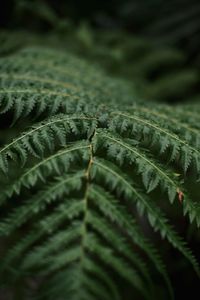 Full frame shot of fern