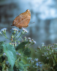 Close-up of butterfly pollinating flower