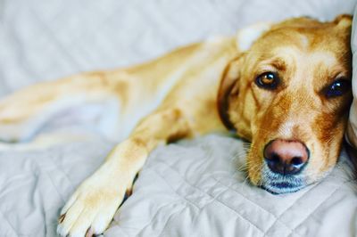 Close-up portrait of dog on bed