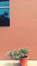 Potted plants on wall