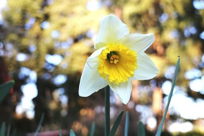 Close-up of daffodil blooming outdoors