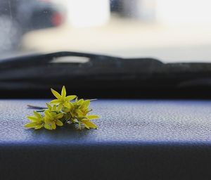 Close-up of yellow flower