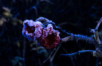 Close-up of snow on plant