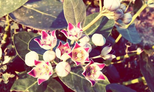 Close-up of pink flowers