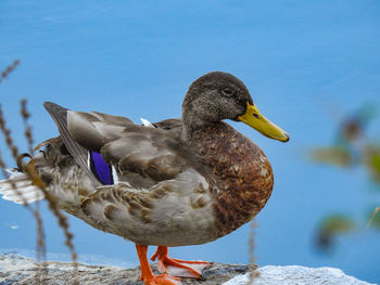 Close-up of a duck