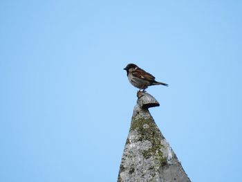 Low angle view of bird perching against clear blue sky