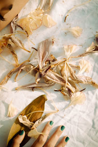 High angle view woman by dried flowers