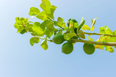 Low angle view of berries against clear blue sky