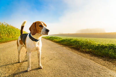 Dog looking away on field