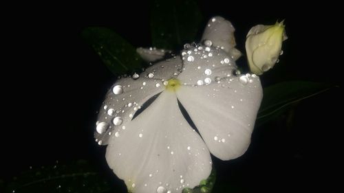 Close-up of wet flower blooming against black background