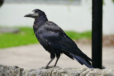 Close-up of a bird