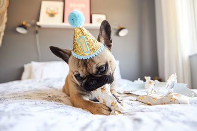 Portrait of dog relaxing on bed at home
