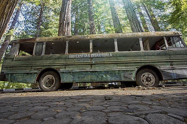 tree, land vehicle, transportation, building exterior, built structure, architecture, mode of transport, car, stationary, day, outdoors, old, sunlight, street, old-fashioned, wheel, no people, parked, house, abandoned