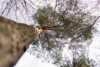 Low angle view of tree against sky during winter