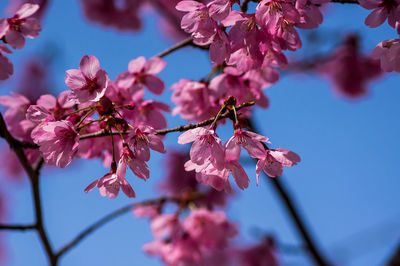 Close-up of pink cherry blossom