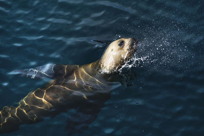 Sea lion swimming in sea, blue water of golfo nuevo, off the valdes peninsula, argentina