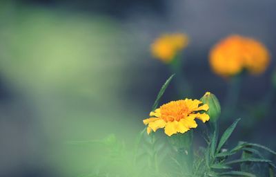 Close-up of yellow flowers