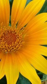 Macro shot of yellow flower