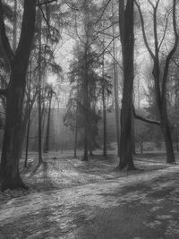 Bare trees against sky