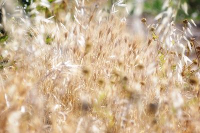 Close-up of plants on field