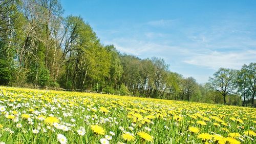 Scenic view of field against sky