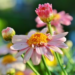 Close-up of pink flowers