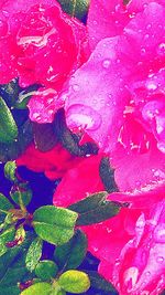 Close-up of pink flowers