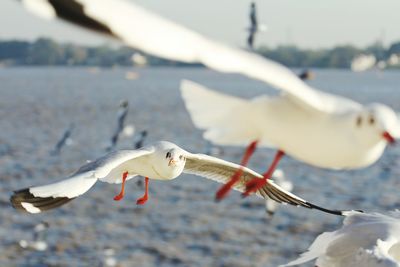 Seagulls flying over sea