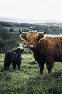 Highland cattles on grassy field 