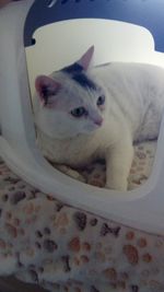 Close-up portrait of a cat