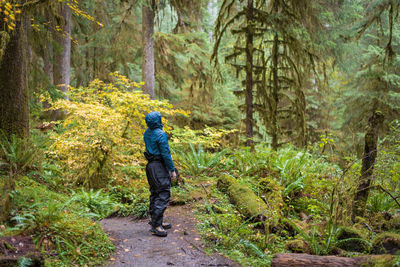 Rear view of woman walking in forest