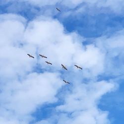 Low angle view of birds flying against sky