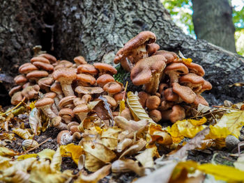 Close-up of mushrooms growing on tree trunk