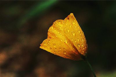 Close-up of water drops on leaf