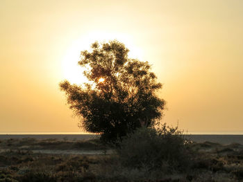 Tree by sea against sky during sunset