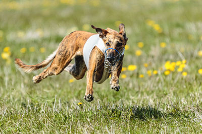 Greyhound dog in white shirt running and chasing lure in the field in summer