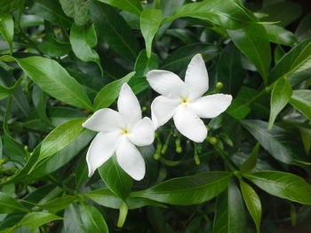 Close-up of white flowers