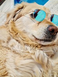 Close-up of dog looking away