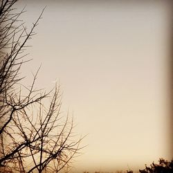 Bare tree against clear sky