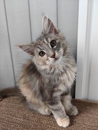 pet