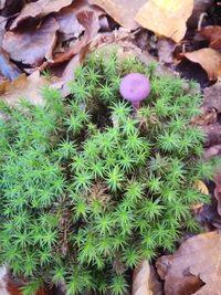 High angle view of succulent plants on field