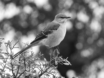 Low angle view of bird perching on branch